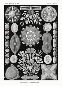Diatomea&ndash;Schachtellinge from Kunstformen der Natur (1904) by <a href="https://www.rawpixel.com/search/Ernst%20Haeckel?sort=curated&amp;mode=shop&amp;page=1">Ernst Haeckel</a>. Original from Library of Congress. Digitally enhanced by rawpixel.