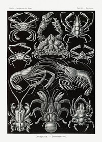 Decapoda&ndash;Behnfukkreble from Kunstformen der Natur (1904) by <a href="https://www.rawpixel.com/search/Ernst%20Haeckel?sort=curated&amp;mode=shop&amp;page=1">Ernst Haeckel</a>. Original from Library of Congress. Digitally enhanced by rawpixel.