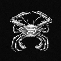 Vintage crab marine life illustration