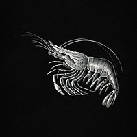 Vintage shrimp illustration on black background