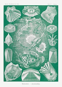 Teleostei&ndash;Knochenfische from Kunstformen der Natur (1904) by <a href="https://www.rawpixel.com/search/Ernst%20Haeckel?sort=curated&amp;mode=shop&amp;page=1">Ernst Haeckel</a>. Original from Library of Congress. Digitally enhanced by rawpixel.