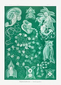 Siphonophorae&ndash;Staatsquallen from Kunstformen der Natur (1904) by <a href="https://www.rawpixel.com/search/Ernst%20Haeckel?sort=curated&amp;mode=shop&amp;page=1">Ernst Haeckel</a>. Original from Library of Congress. Digitally enhanced by rawpixel.
