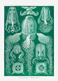 Cubomedusae&ndash;W&uuml;rfelquallen from Kunstformen der Natur (1904) by <a href="https://www.rawpixel.com/search/Ernst%20Haeckel?sort=curated&amp;mode=shop&amp;page=1">Ernst Haeckel</a>. Original from Library of Congress. Digitally enhanced by rawpixel.