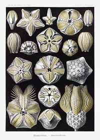 Blasto&iuml;dea&ndash;Knospensterne from Kunstformen der Natur (1904) by <a href="https://www.rawpixel.com/search/Ernst%20Haeckel?sort=curated&amp;mode=shop&amp;page=1">Ernst Haeckel</a>. Original from Library of Congress. Digitally enhanced by rawpixel.