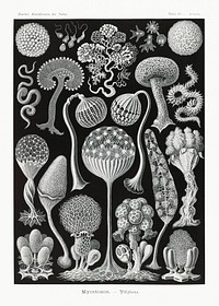 Mycetozoa&ndash;Pilztiere from Kunstformen der Natur (1904) by <a href="https://www.rawpixel.com/search/Ernst%20Haeckel?sort=curated&amp;mode=shop&amp;page=1">Ernst Haeckel</a>. Original from Library of Congress. Digitally enhanced by rawpixel.