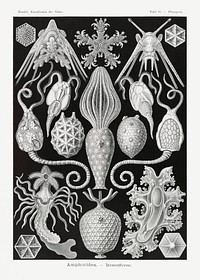 Amphoridea&ndash;Urnensterne from Kunstformen der Natur (1904) by <a href="https://www.rawpixel.com/search/Ernst%20Haeckel?sort=curated&amp;mode=shop&amp;page=1">Ernst Haeckel</a>. Original from Library of Congress. Digitally enhanced by rawpixel.