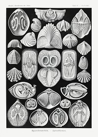 Spirobranchia&ndash;Spiralkiemer from Kunstformen der Natur (1904) by <a href="https://www.rawpixel.com/search/Ernst%20Haeckel?sort=curated&amp;mode=shop&amp;page=1">Ernst Haeckel</a>. Original from Library of Congress. Digitally enhanced by rawpixel.