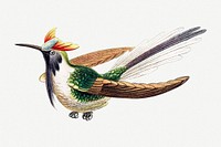 Colorful vintage hummingbird illustration