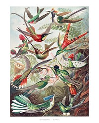 Vintage hummingbird illustration set