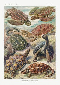 Chelonia&ndash;Schildkr&ouml;ten from Kunstformen der Natur (1904) by <a href="https://www.rawpixel.com/search/Ernst%20Haeckel?sort=curated&amp;mode=shop&amp;page=1">Ernst Haeckel</a>. Original from Library of Congress. Digitally enhanced by rawpixel.