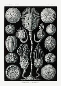 Cystoidea&ndash;Beutelsterne from Kunstformen der Natur (1904) by <a href="https://www.rawpixel.com/search/Ernst%20Haeckel?sort=curated&amp;mode=shop&amp;page=1">Ernst Haeckel</a>. Original from Library of Congress. Digitally enhanced by rawpixel.
