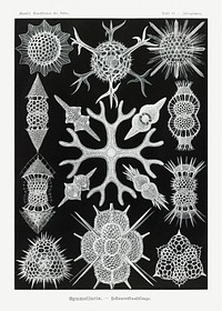 Spumellaria&ndash;Schaumstrahlinge from Kunstformen der Natur (1904) by <a href="https://www.rawpixel.com/search/Ernst%20Haeckel?sort=curated&amp;mode=shop&amp;page=1">Ernst Haeckel</a>. Original from Library of Congress. Digitally enhanced by rawpixel.