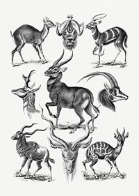 Vintage antelope illustrations set