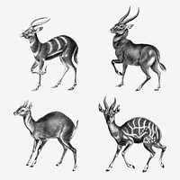 Vintage antelope illustrations set