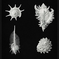 Vintage aquatic snails illustration set