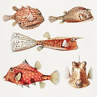 Vintage fish illustrations set