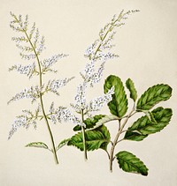 Antique plant New Zealand lilac drawn by Sarah Featon (1848&ndash;1927). Original from Museum of New Zealand. Digitally enhanced by rawpixel.