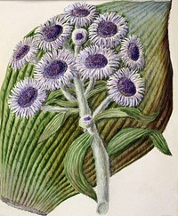 Antique plant Antarctic daisy drawn by Sarah Featon (1848&ndash;1927). Original from Museum of New Zealand. Digitally enhanced by rawpixel.