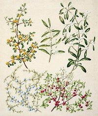 Antique plant Coprosma Acerosa drawn by Sarah Featon (1848&ndash;1927). Original from Museum of New Zealand. Digitally enhanced by rawpixel.
