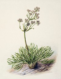 Antique plant Wild Spaniard drawn by Sarah Featon (1848&ndash;1927). Original from Museum of New Zealand. Digitally enhanced by rawpixel.