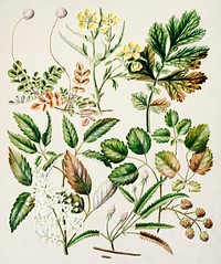 Antique plant Acaena sanguisorboe - Genn urbanum - R.australis - globra - R.parva - Rubens australis drawn by Sarah Featon (1848&ndash;1927). Original from Museum of New Zealand. Digitally enhanced by rawpixel.