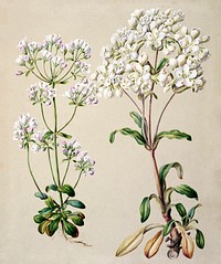 Antique plant Gentiana Pleurogynoides - Chatham Islands and Southland drawn by Sarah Featon (1848&ndash;1927). Original from Museum of New Zealand. Digitally enhanced by rawpixel.