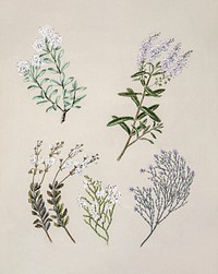 Antique plant Hebe pinguifolia drawn by Sarah Featon (1848&ndash;1927). Original from Museum of New Zealand. Digitally enhanced by rawpixel.