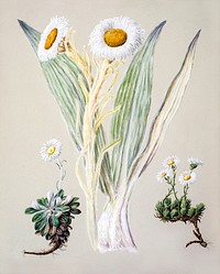 Antique plant White mountain musk drawn by Sarah Featon (1848&ndash;1927). Original from Museum of New Zealand. Digitally enhanced by rawpixel.