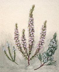 Antique plant Epacris(2species) drawn by <a href="https://www.rawpixel.com/search/Sarah%20Featon?sort=curated&amp;type=all&amp;page=1">Sarah Featon</a> (1848&ndash;1927). Original from Museum of New Zealand. Digitally enhanced by rawpixel.