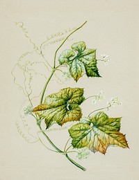 Antique plant Sicyos australis drawn by Sarah Featon (1848&ndash;1927). Original from Museum of New Zealand. Digitally enhanced by rawpixel.