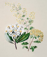 Antique plant Senecio (3 species) drawn by Sarah Featon (1848&ndash;1927). Original from Museum of New Zealand. Digitally enhanced by rawpixel.