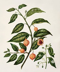 Antique plant N.Z. Passionfruit - Kohia drawn by Sarah Featon (1848&ndash;1927). Original from Museum of New Zealand. Digitally enhanced by rawpixel.