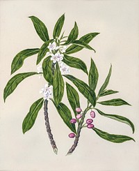 Antique plant Ngaio drawn by Sarah Featon (1848&ndash;1927). Original from Museum of New Zealand. Digitally enhanced by rawpixel.