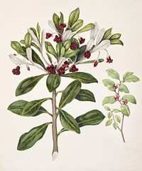 Antique plant Pittosporum tenufolium - Pittosporum crassifolium drawn by Sarah Featon (1848&ndash;1927). Original from Museum of New Zealand. Digitally enhanced by rawpixel.