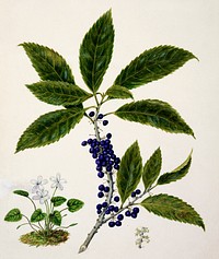 Antique plant Mahoe drawn by Sarah Featon (1848&ndash;1927). Original from Museum of New Zealand. Digitally enhanced by rawpixel.