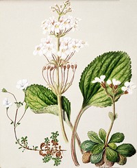 Antique plant Ourisia drawn by Sarah Featon (1848&ndash;1927). Original from Museum of New Zealand. Digitally enhanced by rawpixel.