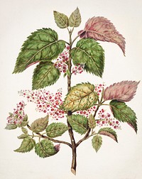Antique plant Makomako - Aristotelia Racemosa drawn by <a href="https://www.rawpixel.com/search/Sarah%20Featon?sort=curated&amp;type=all&amp;page=1">Sarah Featon</a> (1848&ndash;1927). Original from Museum of New Zealand. Digitally enhanced by rawpixel.