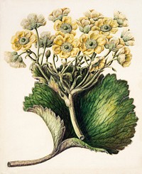 Antique plant Korikor drawn by Sarah Featon (1848&ndash;1927). Original from Museum of New Zealand. Digitally enhanced by rawpixel.
