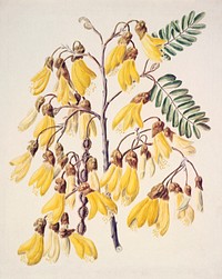 Antique plant Kowhai drawn by Sarah Featon (1848–1927). Original from Museum of New Zealand. Digitally enhanced by rawpixel.