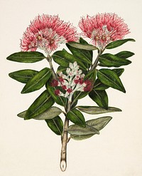 Antique plant Pohutukawa - Metrosideros Tomentosa drawn by Sarah Featon (1848&ndash;1927). Original from Museum of New Zealand. Digitally enhanced by rawpixel.