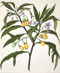 Antique plant Poroporo drawn by Sarah Featon(1848 - 1927). Original from Museum of New Zealand. Digitally enhanced by rawpixel.