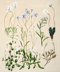 Antique plant Wahlenbergia congesta Wahlenbergia rupestris Lobelia anceps Pratia angulata Forstera sedifolia Selleria radicans drawn by Sarah Featon (1848–1927). Original from Museum of New Zealand. Digitally enhanced by rawpixel.