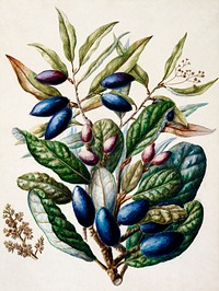 Antique plant Beilschmiedia Taiaire Tawa drawn by <a href="https://www.rawpixel.com/search/Sarah%20Featon?sort=curated&amp;type=all&amp;page=1">Sarah Featon</a> (1848&ndash;1927). Original from Museum of New Zealand. Digitally enhanced by rawpixel.
