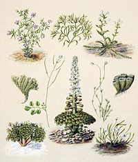 Antique plant Bitter cress Slender chickweed Sand spurrey drawn by Sarah Featon (1848&ndash;1927). Original from Museum of New Zealand. Digitally enhanced by rawpixel.