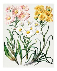 Colorful daisies illustration wall art print and poster.