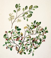 Antique plant Small-leaved milk tree drawn by Sarah Featon (1848&ndash;1927). Original from Museum of New Zealand. Digitally enhanced by rawpixel.