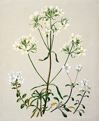 Antique plant New Zealand Gentiana spp drawn by Sarah Featon (1848&ndash;1927). Original from Museum of New Zealand. Digitally enhanced by rawpixel.