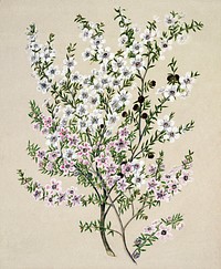 Antique plant Manuk drawn by Sarah Featon(1848 - 1927). Original from Museum of New Zealand. Digitally enhanced by rawpixel.