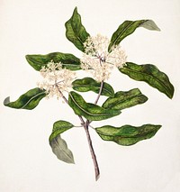 Antique plant Tarata drawn by Sarah Featon (1848&ndash;1927). Original from Museum of New Zealand. Digitally enhanced by rawpixel.