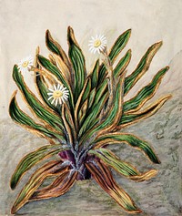 Antique plant Mountain daisy drawn by Sarah Featon (1848&ndash;1927). Original from Museum of New Zealand. Digitally enhanced by rawpixel.